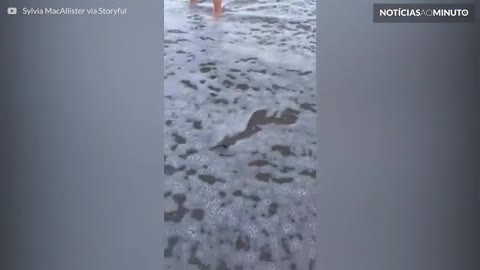 Filhotes de tartaruga seguem para o mar em praia na Flórida