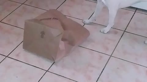 Kitten discovers bag = puppy is confused