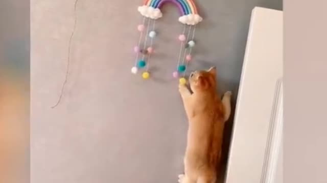 Funny cats workout