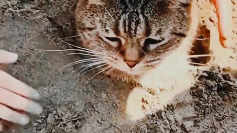 Cat funny videos