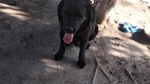 Cute Dog Video By Kingdom of Awais