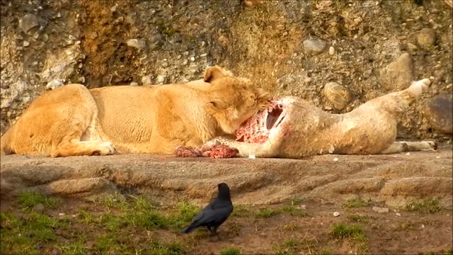 Tiger day food