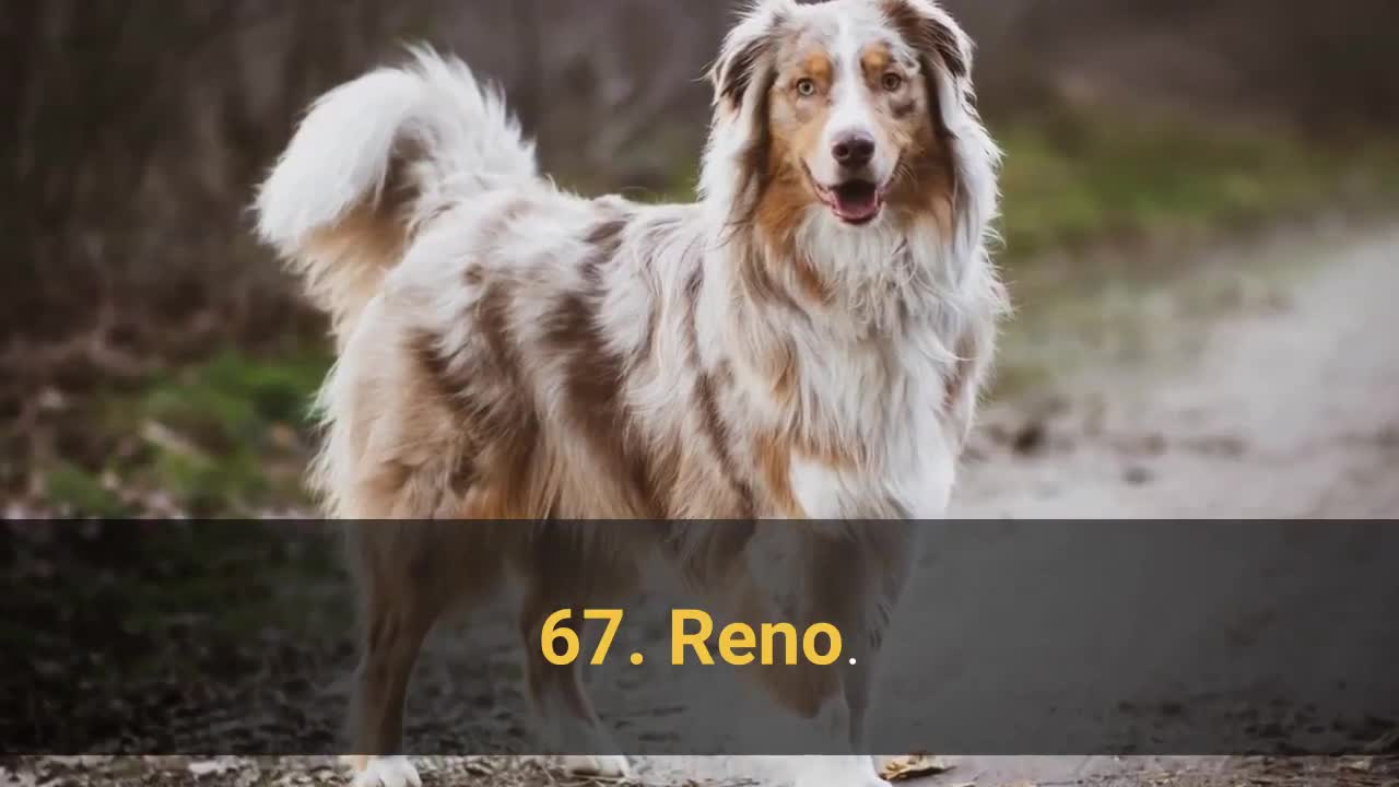 TOP 100 BEST Dog Names For Male – Dog Name Ideas 2021!