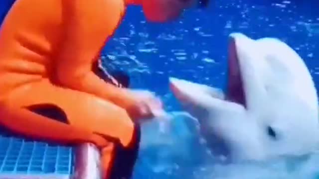 look at this very funny try not to laugh