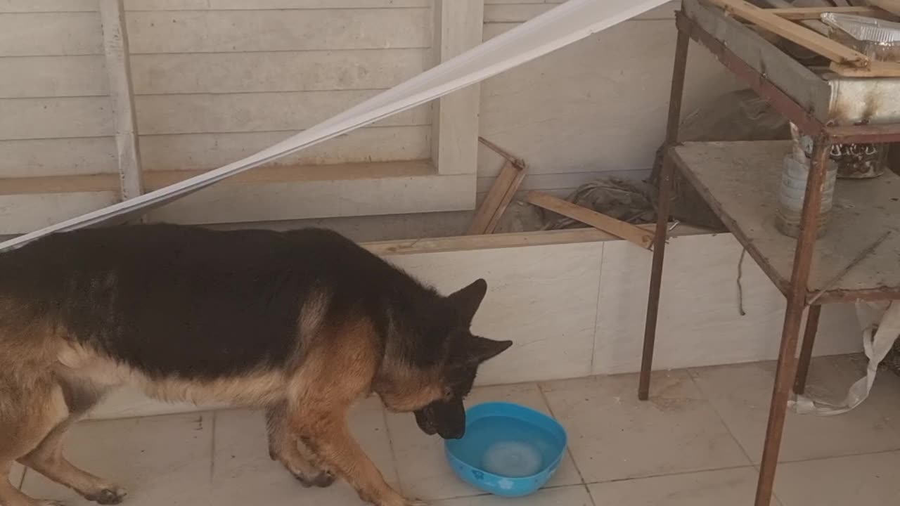 Animal