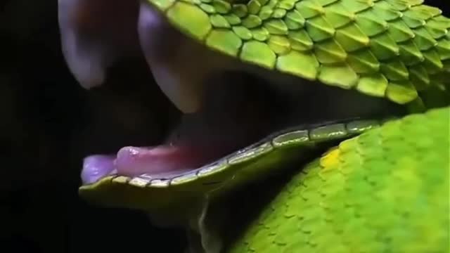 HY YOU KNOW THE REPTILES FAMILY MEMBERS LIKE THIS GUESS AMAZING VIDEO