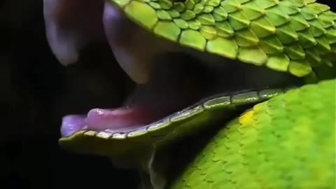 HY YOU KNOW THE REPTILES FAMILY MEMBERS LIKE THIS GUESS AMAZING VIDEO