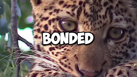 Unlikely Friends: The Incredible Bond Between a Jaguar and a Dog