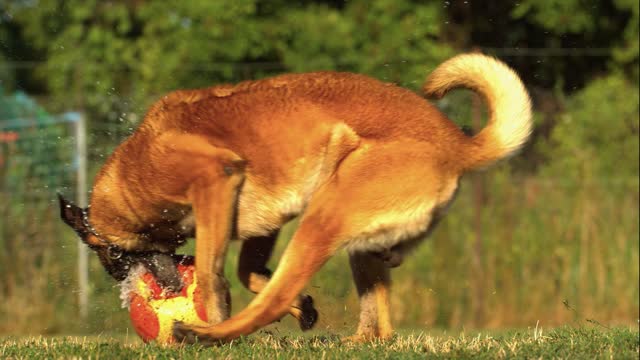 A dog plays ball with all vitality