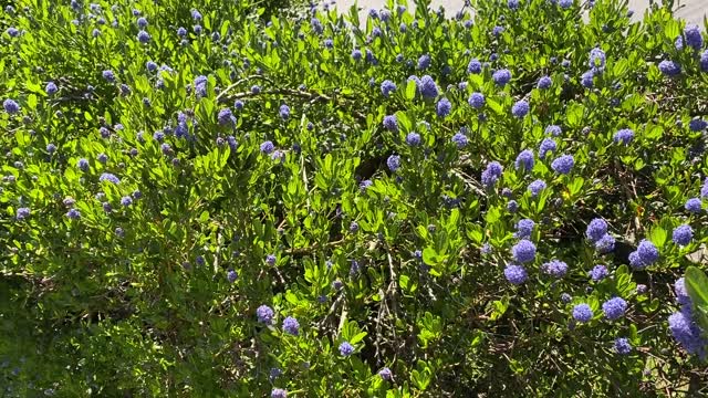 California Lilac in Bloom