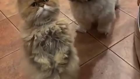 SOO CUTE - CATS AND DOG