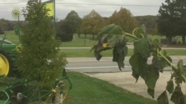 Grey Squirrel On Sunflower . Fall 2019 Indiana