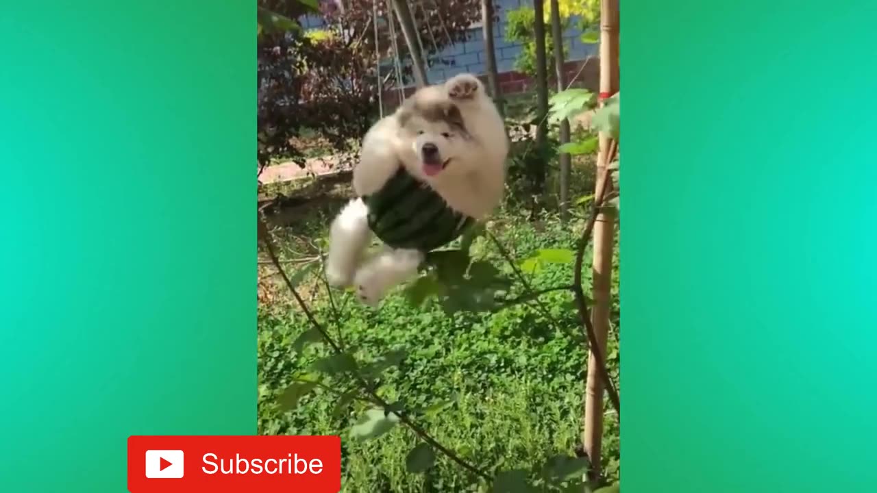 Funny cats videos 2024😂💓💓