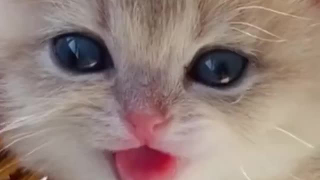 Kitten Eyes 😍😍