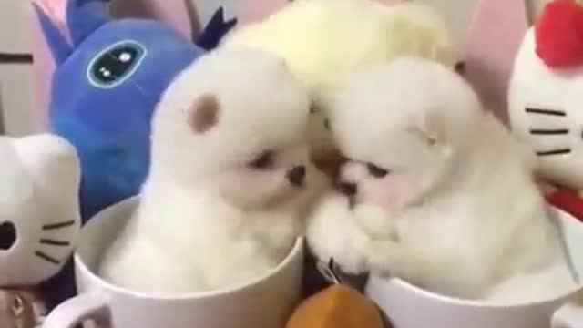 Funny Dog and Cat Videos 🐶🐱 👉follow our page, like, comment and share