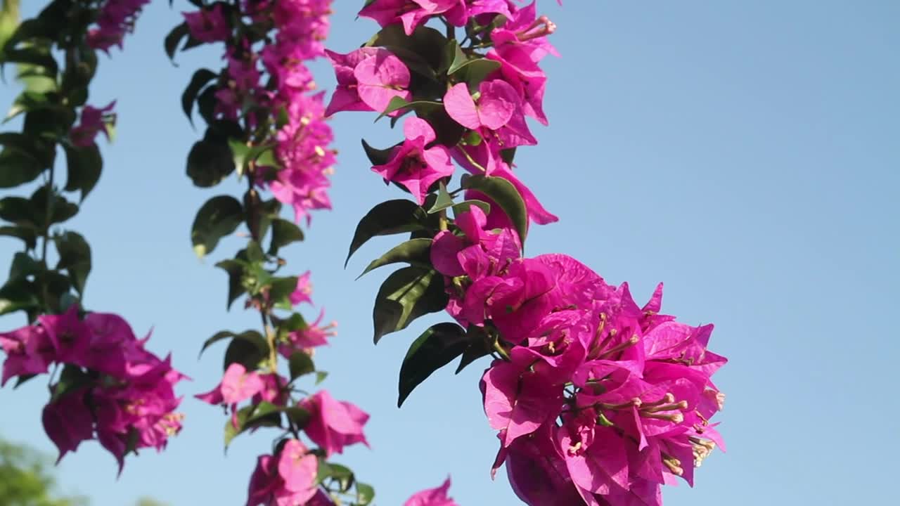 Flowers against a clear blue sky