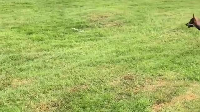 Dog german shepard playing fetch park green grass