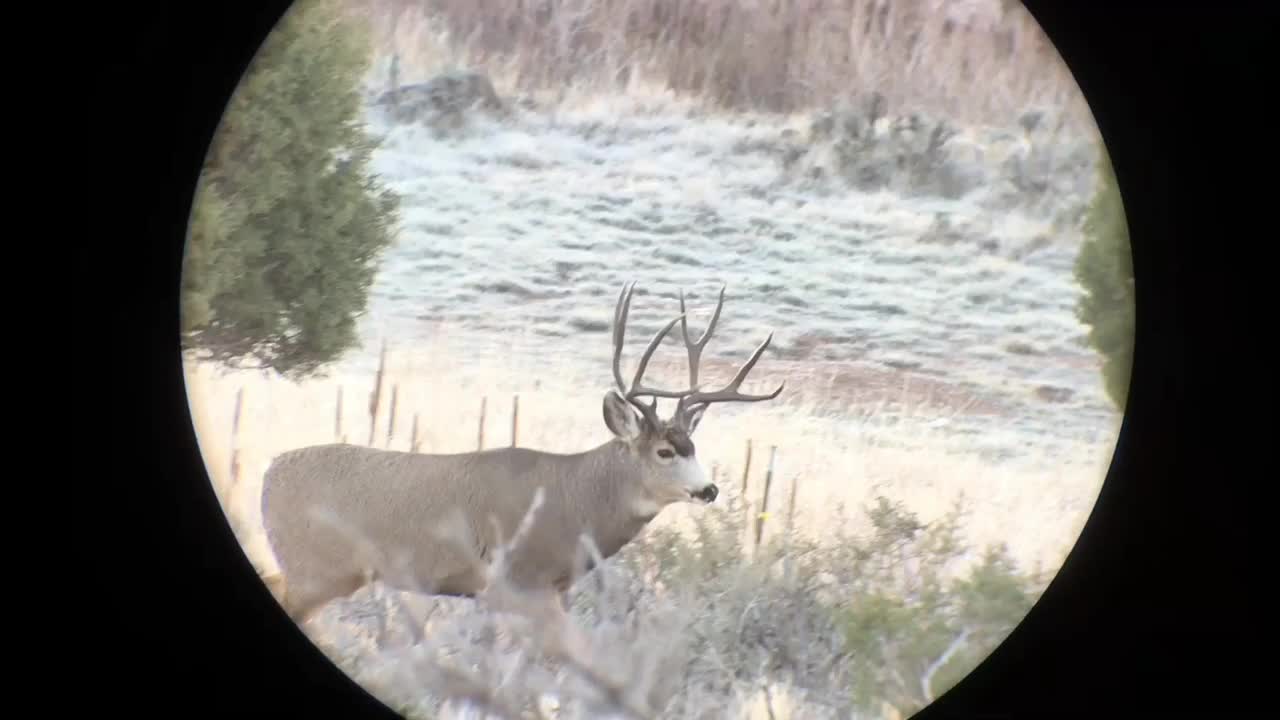 Colorado, Youth Mule Deer Rut Hunt