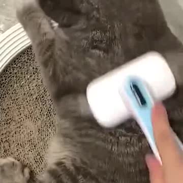 Do you still want a cat after watching this video?