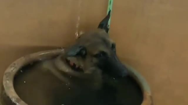 adorable dog- goes into barrel to bathe