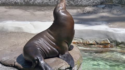 very cute seal