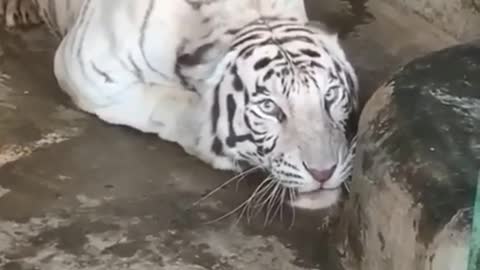 Tiger attack Monkey