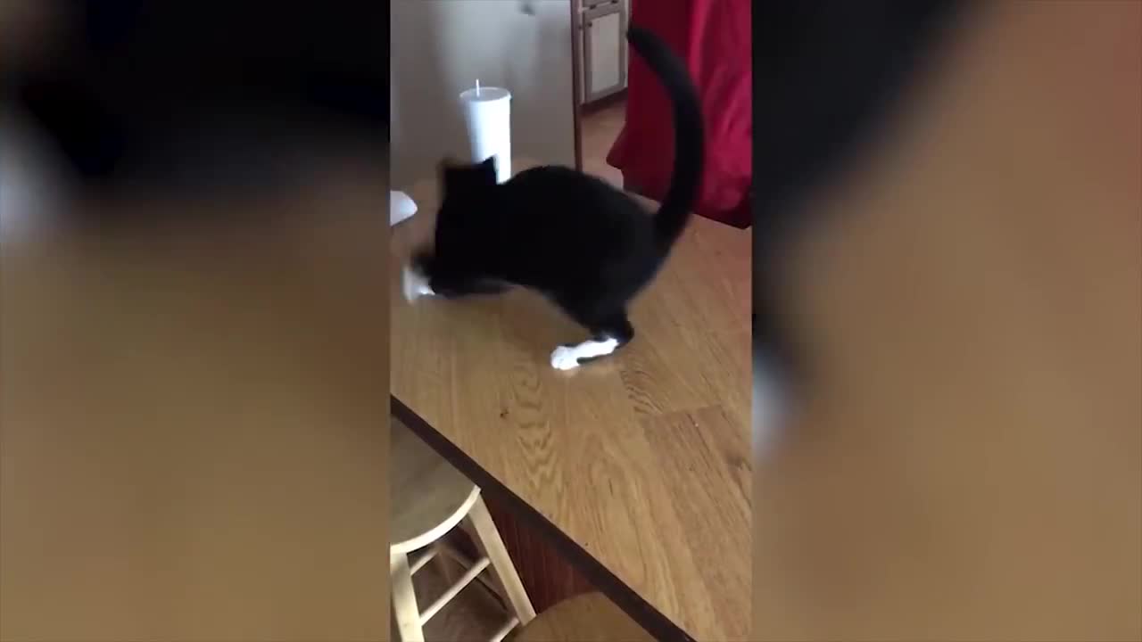 HAHAH Funny Cats Video