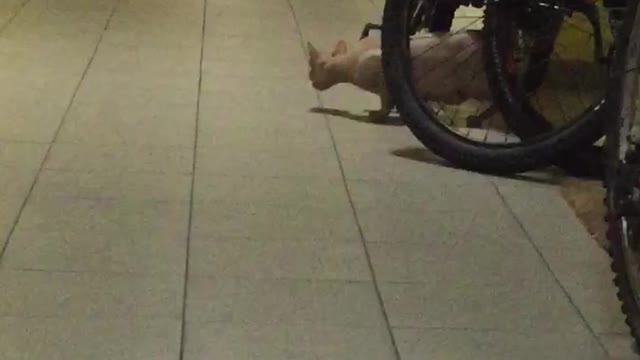 the cat is in a hurry home