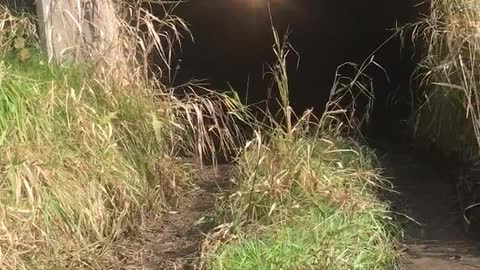 A little four wheeling