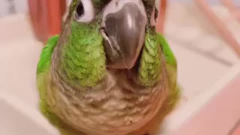 Parrot Escaping