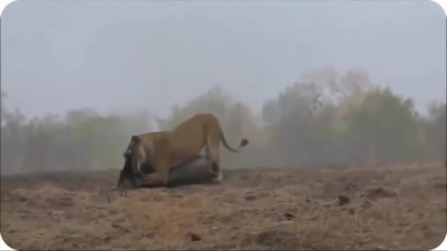 Wildlife Lion attack