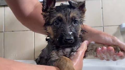 German Shepherd Puppy's First Bath