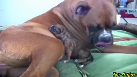 AMAZING DOG !! Giving birth while standing