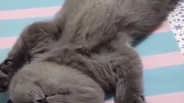 Good Night bro & sis, cute kitten, cute cat, funny animal video #shorts