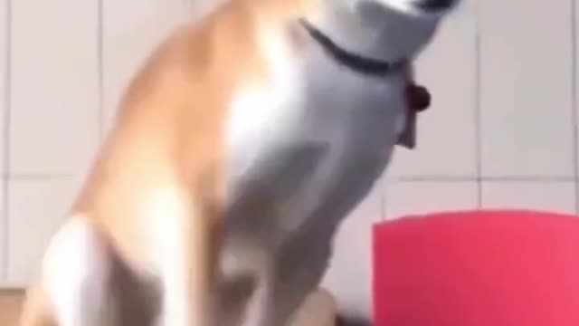 Funny animals