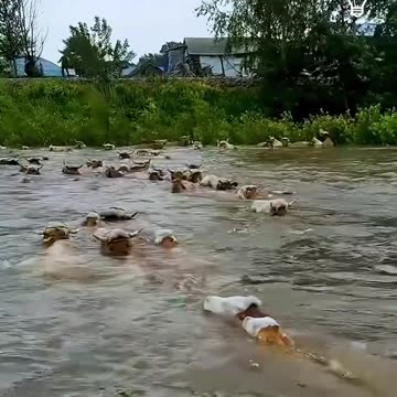 Cows crossing the river.hd