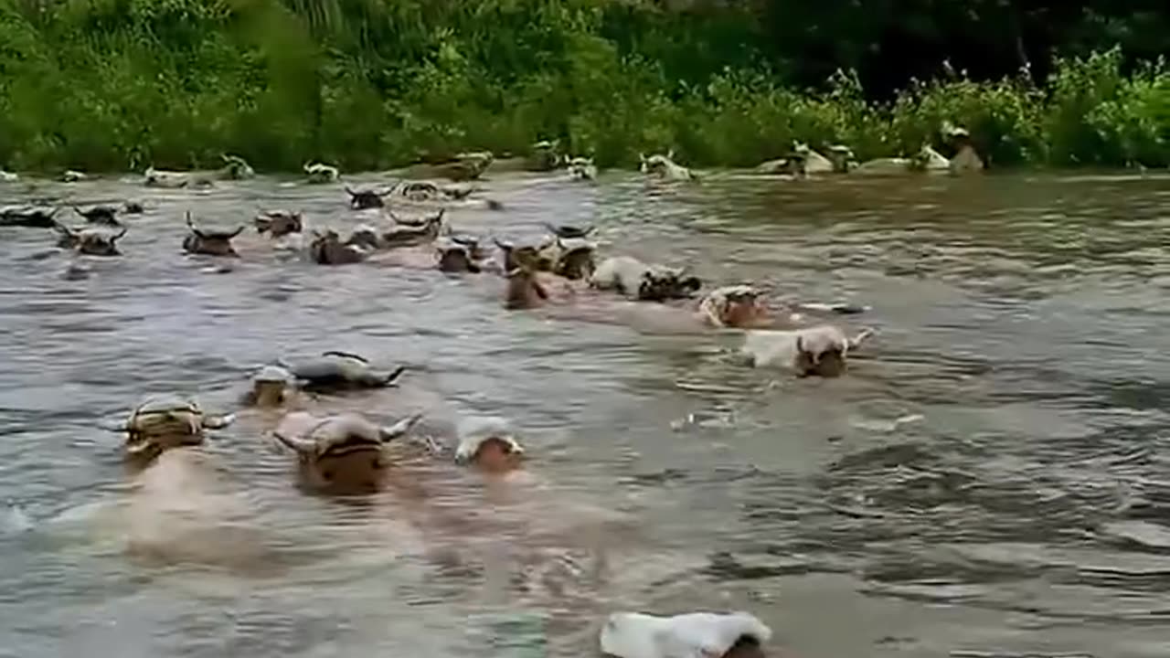 Cows crossing the river.hd