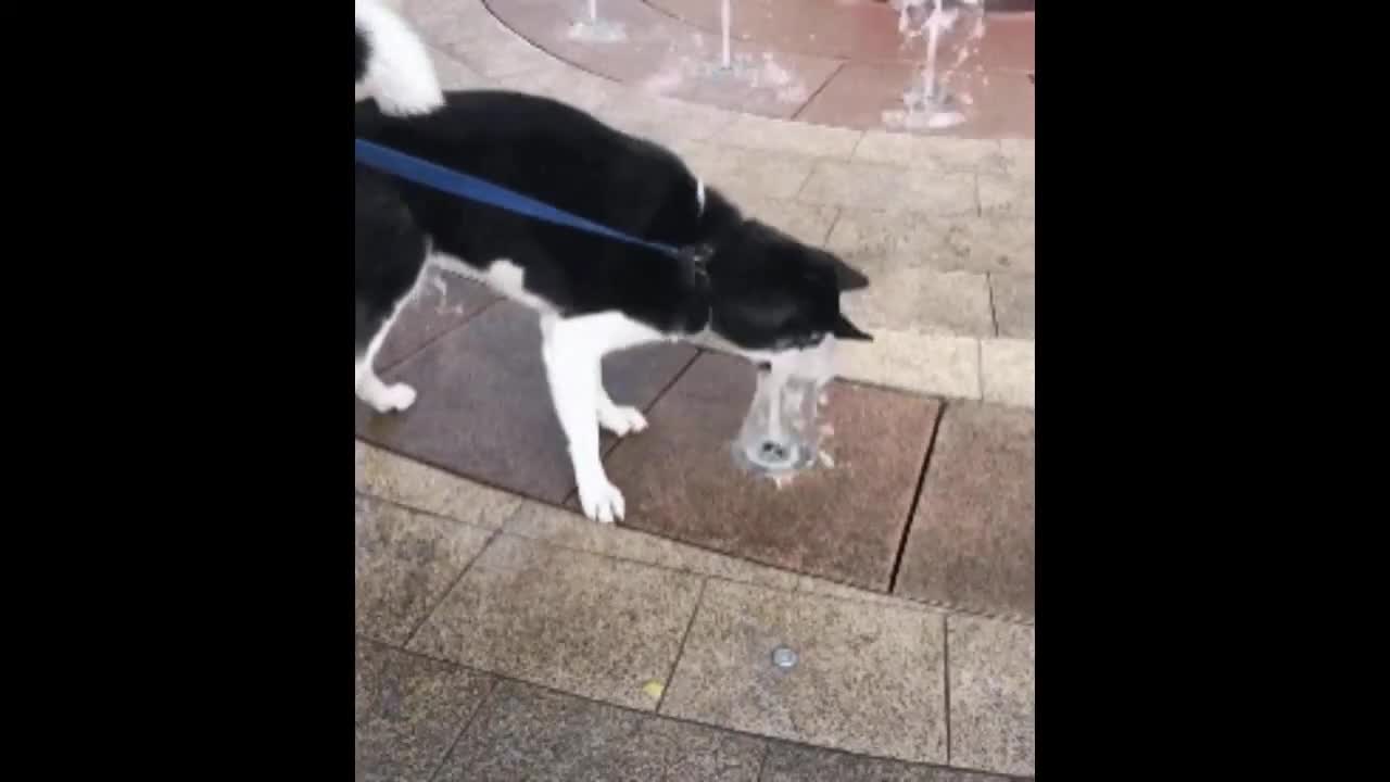 Про Собак. Приколы с Собаками в Воде. Смешные Собаки.