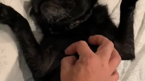 Sleepy Pug loves belly rubs - gets angry