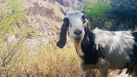 Cute goat eating grass