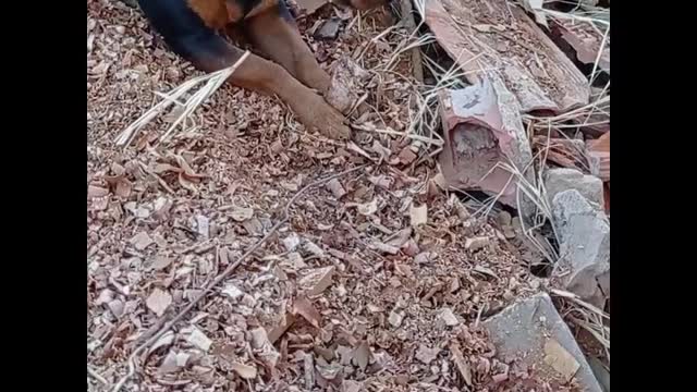 Dog funny - ração pra esse é pouca