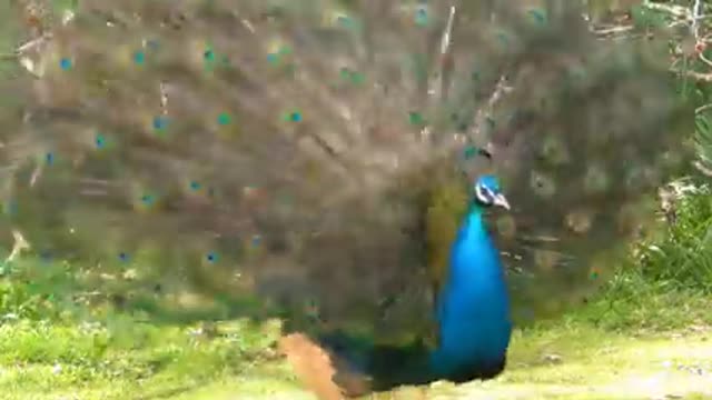 beautiful peacock😍