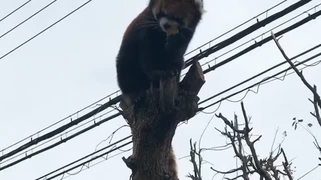 Ratsur panda eating an apple