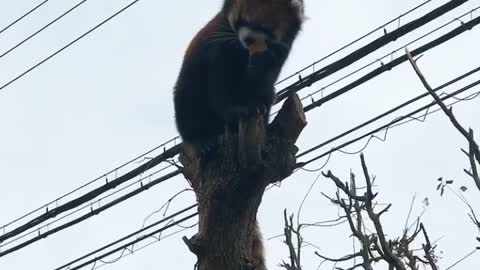 Ratsur panda eating an apple