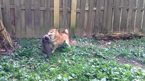 Cat _vs_ dog ( boxing match )