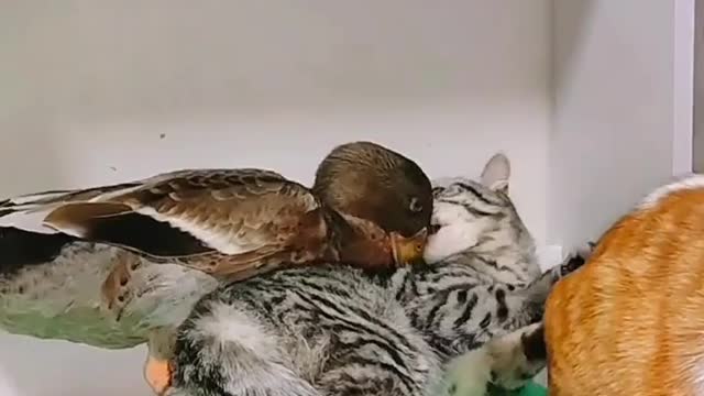 Funny moments of cat and duck