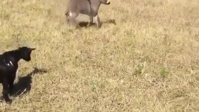 Funny Dog Videos 2021 It's time to LAUGH with Dog's life140