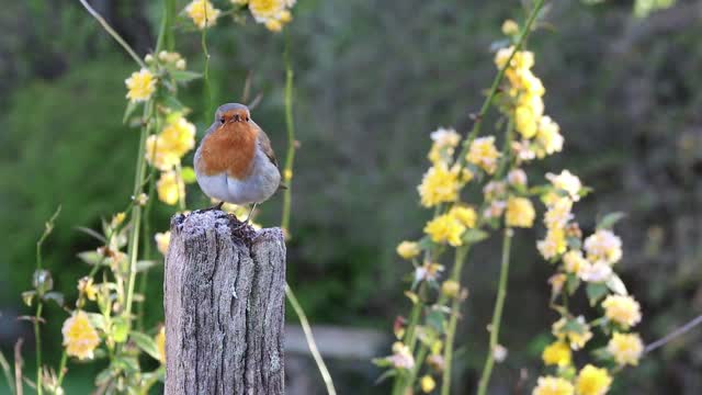 bird sitting on wooden pole