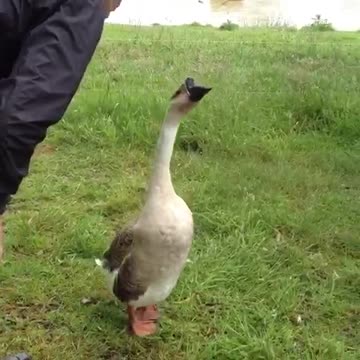 Man carrying goose little boy runs away