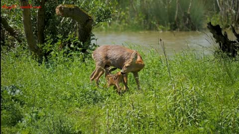 The deer is breastfeeding the baby in the forest | Lucy07